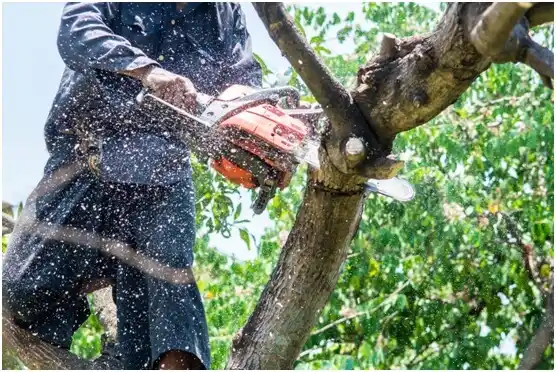 tree services Monmouth